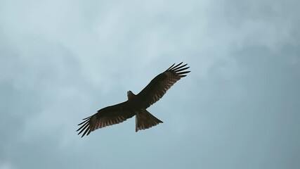 A falcon circling in the cloudy sky, and as a bird predator looking out for prey. Hanoi Ha Long Bay, Vietnam