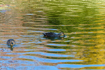 秋の水面を泳ぐカルガモ