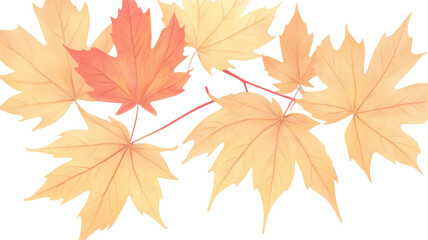 maple leaves
