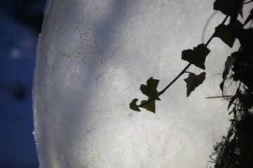 feuilles neige et glace