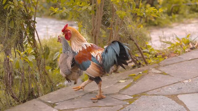 Ga Choi - Vietnamese fighting rooster, colorful, beautiful animal, walking among the bushes with his chicken. Closeup. Slow mo, slow motion, high speed camera, 200fps