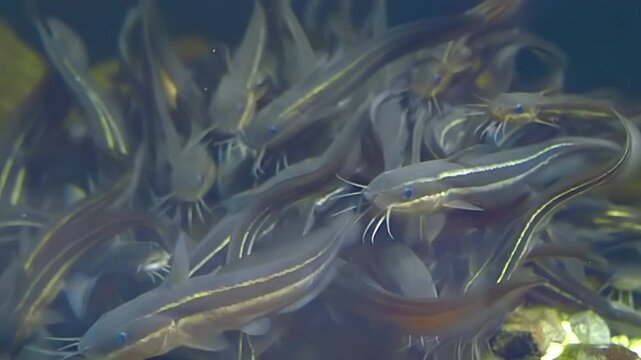 Plotosus japonicus - Striped eel&nbsp;catfish a large flock gathered in one place in a water 