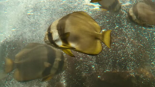 Ephippus orbis - round spadefish, batfish, platax floats in a water on a background of air bubbles