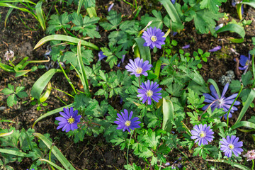 Anemonoides blanda flowers planted in the garden.
