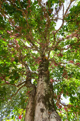 Coolamon Syzygium moorei tree or Watermelon Tree is endemic to Northern NSW Australia. At Mullumbimby Town.