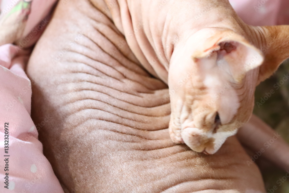 Poster a cat is sleeping on a bed with a soft blanket and pillows.