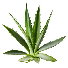 Fototapeta premium Fresh aloe vera plant with green leaves isolated on a transparent background