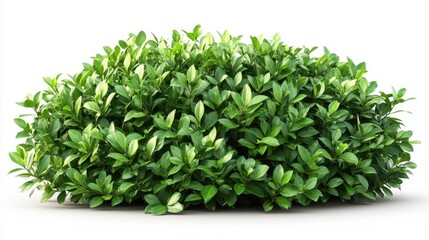 Fototapeta premium Lush green foliage of dense shrub with vibrant leaves on white background