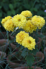 Beautiful Yellow chrysanthemum flowers closeup in the winter garden, Closeup of Chrysanthemum flower, Field of the Yellow Chrysanthemum, Beautiful Yellow flower blooming in nature.