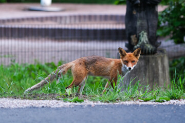 Fox at the side of a road 