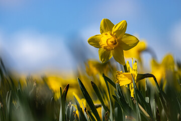 A close up of a daffodil blooming in a field of flowers in the Welsh countryside, with a shallow depth of field © lemanieh