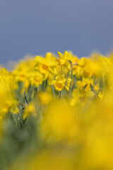 Daffodils in bloom on a sunny spring day