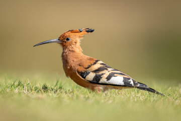 African hoopoe on grass lawn in profile © Nick Dale