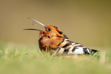 African hoopoe half-hidden by grass tosses spider © Nick Dale