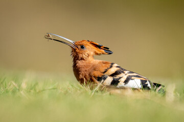 African hoopoe half-hidden by grass catches spider © Nick Dale