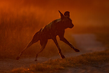 African wild dog crosses track at sunrise