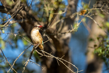 Brown-hooded kingfisher on tangled branches turns head