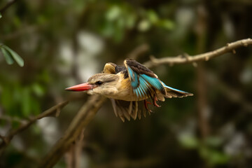 Brown-hooded kingfisher flies down from dead branch