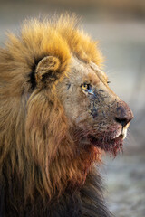 Close-up of blood-stained male lion lying watching