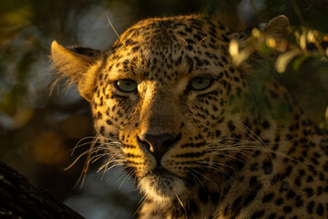 Close-up of female leopard staring at camera