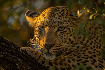 Close-up of female leopard lying in tree