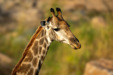 Close-up of southern giraffe standing twisting neck