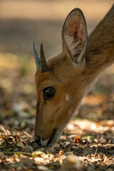 Close-up of young male nyala sniffing ground