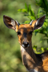 Close-up of young male nyala facing camera