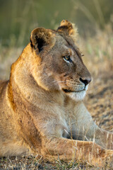 Close-up of lioness lying in grass clearing