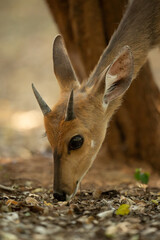 Close-up of young male nyala sniffing leaves