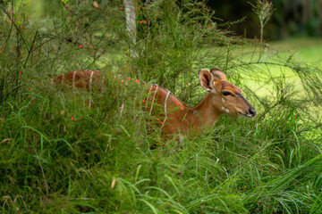 Female nyala stands in flowerbed in garden