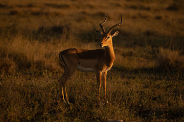 Male impala stands turning head with catchlight