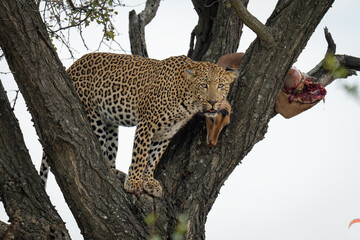 Male leopard stands in tree by impala
