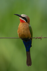 White-fronted bee-eater on barbed wire cocks head