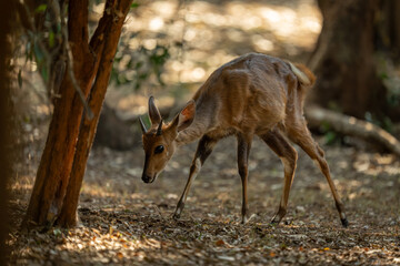 Young male nyala walks past leafy bush