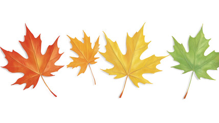 Fototapeta premium maple leaves