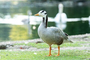 Oie à tête barrée (Anser indicus) au bord de l'eau
