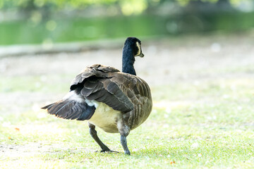 Bernache du Canada blessée, amputée de la patte gauche, essayant de marcher dans l'herbe (Branta canadensis)