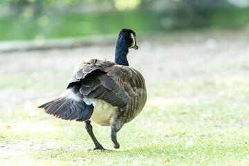 Bernache du Canada blessée, amputée de la patte gauche, essayant de marcher dans l'herbe (Branta canadensis)