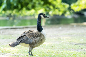 Bernache du Canada blessée, amputée de la patte gauche, essayant de marcher dans l'herbe (Branta canadensis)