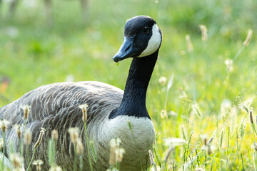 Bernache du Canada (Branta canadensis)