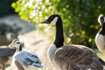 Bernache du Canada (Branta canadensis)