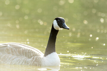 Obraz premium Bernache du Canada en train de nager (Branta canadensis)