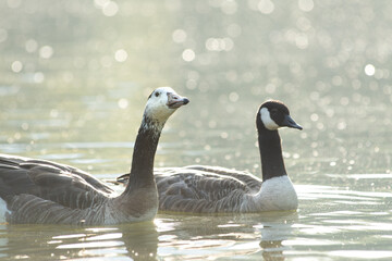 Duo avec hybride Oie cendrée x Bernache du Canada en train de parader (Anser anser x Branta canadensis)