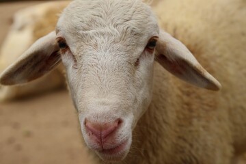 A close-up of a sheep with soft, woolly fur and a pink nose. Its curious expression and direct gaze...