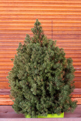 Nadelbaum vor einer Schaufensterrollade