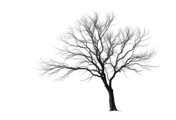 Obraz premium Lone deciduous tree, stark branches against pure white, elegance, vibrant