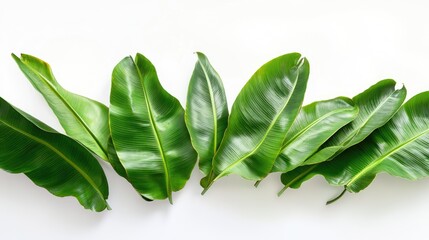 Fototapeta premium Banana leaves against white backdrop.