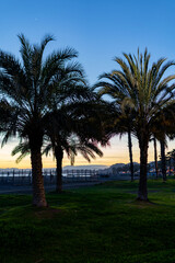 Palm trees stand silhouetted against a vibrant twilight sky, casting a serene coastal glow. © Fernando