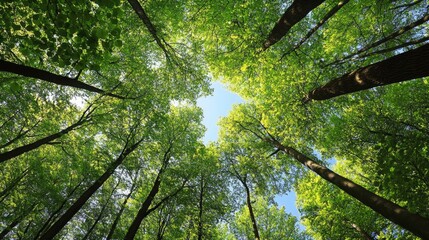 Lush green forest canopy viewed from below, with tall trees reaching towards the sky in springtime.